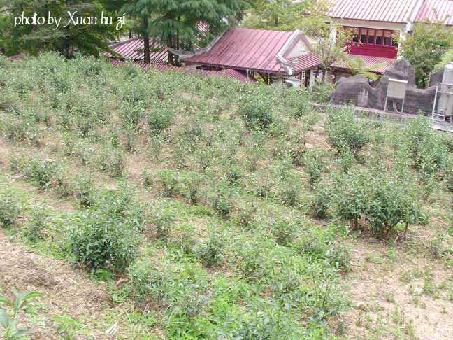 茶葉博物館後面的茶園2.jpg