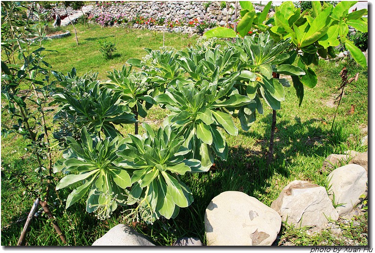 這裡很多這種植物<br />白水木