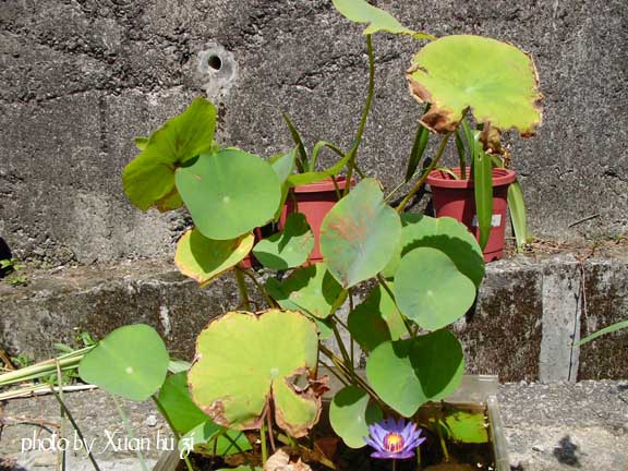 下面那朵是睡蓮喔 不是蓮花