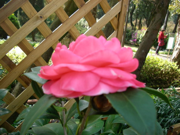 020207088bk1.jpg