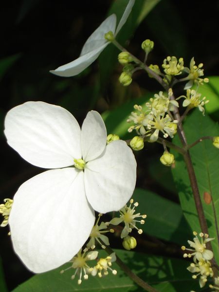 華八仙(虎耳草科或八仙花科)