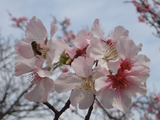 蜜蜂也來搶鏡頭