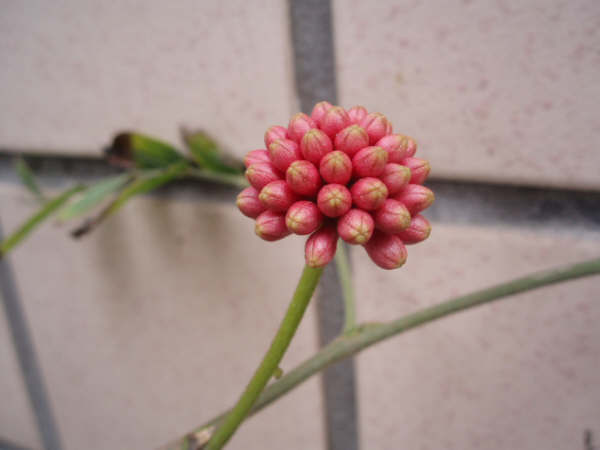 Pa2281167.jpg
