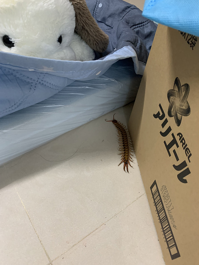 床頭蜈蚣