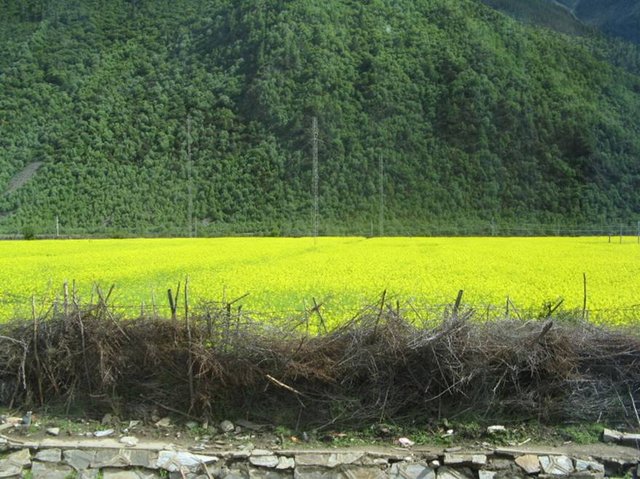 往巴松措湖途中-油菜花