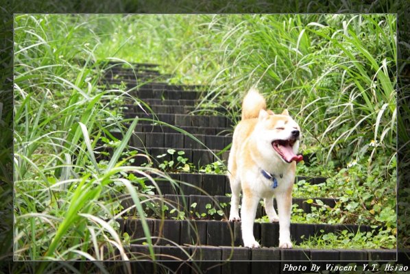 -小粗坑古道獨照之二.JPG