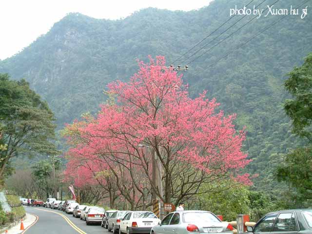 烏來櫻花祭4.jpg