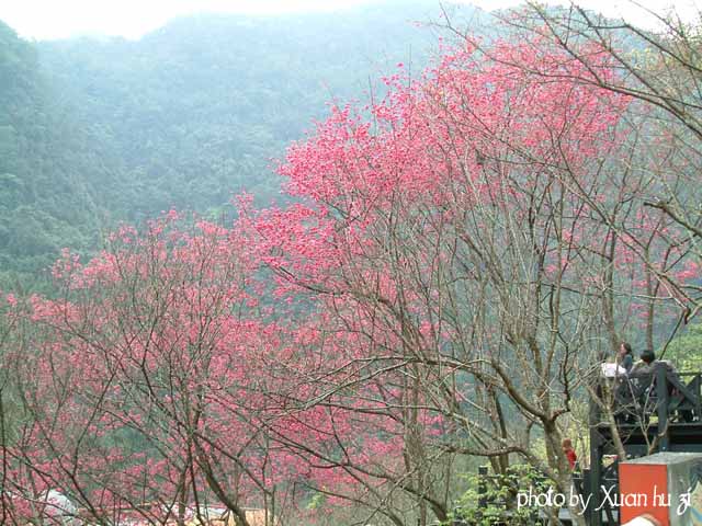 烏來櫻花祭5.jpg