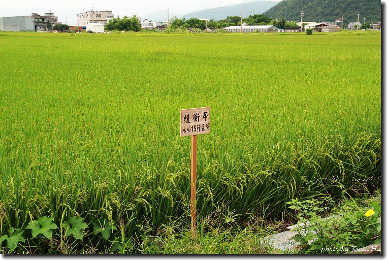 緩衝帶是防止鄰田感染，就是說：防止隔壁田農藥因空氣飛過來，一個緩衝區